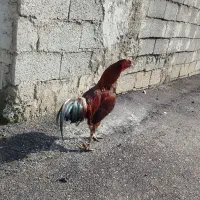 خروس لاری|خوردنی و آشامیدنی|رشت, آزادگان|دیوار