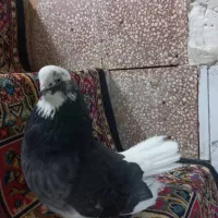 جفت کبوتر شازده زرد وسیاه عتیقه|پرنده|همدان, |دیوار