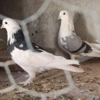 کبوتر پرشی|پرنده|شهریار, فرارت|دیوار