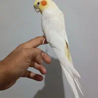 عروس هلندی کینگ سایز