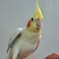 عروس هلندی لوتینو نر یکساله مست|پرنده|تهران, جلیلی|دیوار