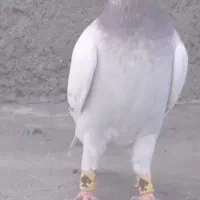 نر مسجدی بیازی کاکلی