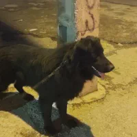 ژرمن بلک شولاین|سگ|مرودشت, ژیان|دیوار