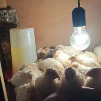 جوجه|خزنده|یزد, |دیوار