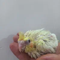 جوجه عروس سرلاکی