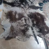 فرش تزیینی پوست گاو هلندی طبیعی|فرش|کتالم و سادات شهر, |دیوار