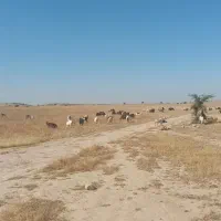 زمین چسبیده به محدوده( لیکک)