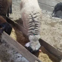 گوسفند نر هشت ماهه