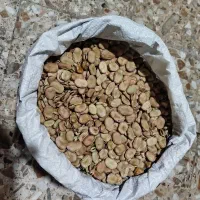 باقلی مازندرانی خشک محلی برای کاشت|خوردنی و آشامیدنی|رشت, هلال احمر|دیوار