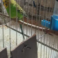 فروش مرغ عشق