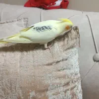 عروس هلندی|پرنده|کرج, شهرک یاس شمالی|دیوار