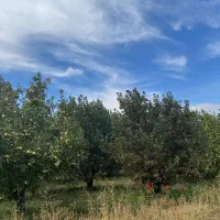 باغ-کشاورزی
