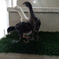 جوجه لاری اصل جنس