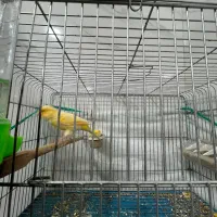 قناری|پرنده|ایذه, |دیوار