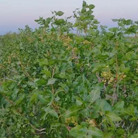 سرمایه گذاری پسته ثمری آب شیرین|فروش دفتر صنعتی، کشاورزی، تجاری|یزد, |دیوار