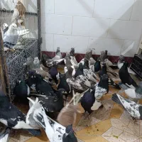 کبوتر سینه سیاه|پرنده|شیراز, گویم|دیوار