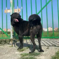 توله پژدر ۱۱ماهه