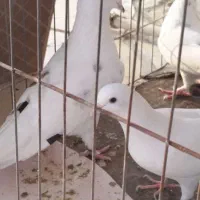 کبوتر پرشی|پرنده|کیش, |دیوار