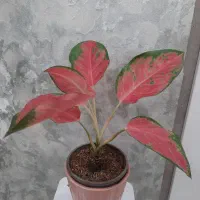 طبیعت را به خانه بباورید|گل و گیاه طبیعی|اهواز, ۳۰ متری|دیوار