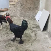 خروس برهما جوان