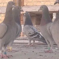 کفتر پلاکی|پرنده|شیراز, کوشک میدان|دیوار