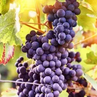 فروش ویژه نهال انگورموندارپ ونهالهای خارجی وایرانی|خدمات باغبانی و درختکاری|شیراز, میرزاکوچک خان|دیوار