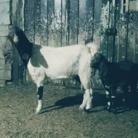 یک راس بز درشت