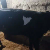 گوساله نر عالی درجه یک|حیوانات مزرعه|کوراییم, |دیوار