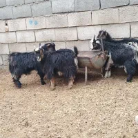 بزغاله شیری بره|حیوانات مزرعه|نجفآباد, حومه نجف آباد|دیوار