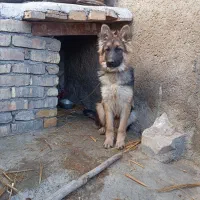 سگ ژرمن ترکیبی|سگ|زالیان, |دیوار