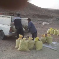 کنجد دیمه کاملا ارگانیک|عمدهفروشی|نصر آباد, |دیوار