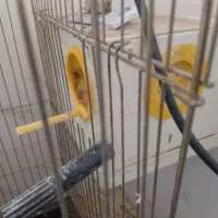 عروس هلندی