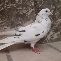 کبوتر ماده خال سیاه