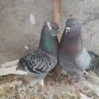 دو جفت تکپر|پرنده|گرگان, |دیوار