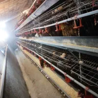 قفس مرغ تخمگذار و تجهیزات مرغداری|لوازم جانبی حیوانات|نیشابور, دربقاضی|دیوار