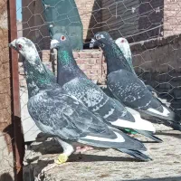 چند تیپ  نر نامبروان لایی ابلغ سار کبوتر