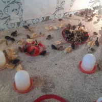 جوجه اردک ومرغ