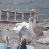 غاز و قوغاز