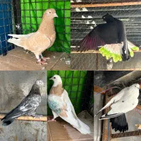 ۱۰ تا کفتر پرشی