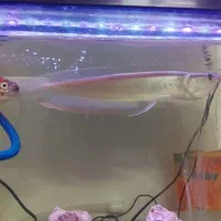 ماهی آروانا