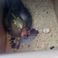 یک جفت عروس هلندی مولدباجوجه|پرنده|بجنورد, |دیوار