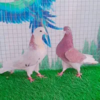 کبوتر پرشی شازده همه خال