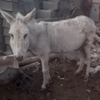 الاغ|حیوانات مزرعه|فریمان, |دیوار