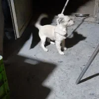 سگ اشپیتز|سگ|پاکدشت, خاتون آباد|دیوار