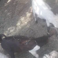 دوتا نری معاوضه  یا نقدی