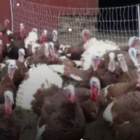 فروش بوقلمون نر محلی جوان. و سالم برای شب چله