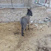 کره الاغ نر ۱ ساله کاملا سالم