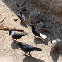 پنچ  تا کبوتر رنگی دوتا سبز  قیمتشون 350000