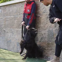 مربی سگ های خانواده و کار|خدمات آموزشی|گرگان, |دیوار