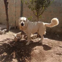 سگ گله ای دهن پاک بسیار هوشیار